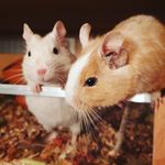 Rita Neumann - @degu_home - Instagram