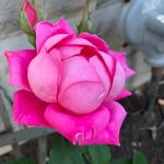 Rita J Nolan - @rkusa_2000 - Instagram