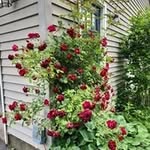 Rita O'Neil - @ritaoneil59 - Instagram