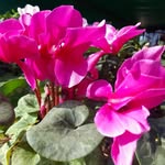 Rita Pascale - @mispl.antas - Instagram