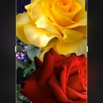 Rita Passaro - @ritapassaro9574 - Instagram