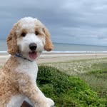 Rita Patton Foley - @sailor_therapydog_trickdog - Instagram