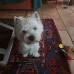 Rita Perini - @perini6219 - Instagram