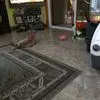 ritascirpoli - @ritascirpoli - TikTok