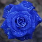 Rita Ramalho - Facebook