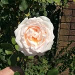 Rita Rees - @ritarees - Instagram