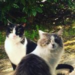 Rita & Ritz les chats - @ritaritzlechat8581 - Instagram