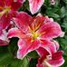 Rita Sullivan Roach - Facebook