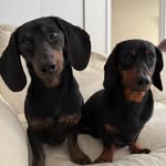 Rita & Rocco - @dach_city - Instagram