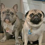 Rita-Rocco And Rollo - @rita_rocco_rollo - Instagram