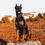 RITA&ROCCO - @ritayrocco.dobbie - Instagram
