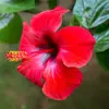 chamorrita_roots - @chamorrita_roots - TikTok