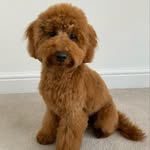 Rita Roo - @ritaroo_the__cockapoo - Instagram
