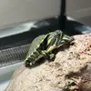 Roti & Rita 🐢 - @rotiandrita - TikTok