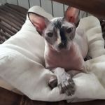 Arca di Noè - @ritasamuelli - Instagram