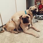 Rita And Sargent Bili Peppers - @peppers_and_rita - Instagram
