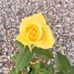 Rita Sargent - Facebook