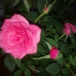 Rita thomas - @rita_thomas_70 - Instagram