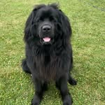 Sampson Foster - @sampson_the_river_dog - Instagram
