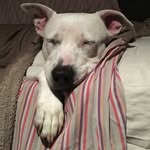 Riya Jones - @riyatherescuedog - Instagram