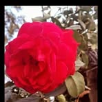Riya Shaw - Facebook