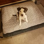 RJ Kelly - @rjctpupper - Instagram