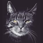 RJ Randall - @rjrandall5473 - Instagram