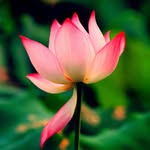 Rob Allison - @roballison733 - Instagram