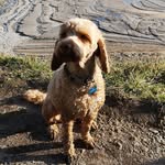 Rob Baron - @robthebaron - Instagram