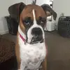 Bentleyrob222 3 - @bentleyrob222 - TikTok