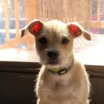 Boston Rob Burdick - @bostonrobthedog - Instagram