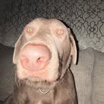 Robbie Harris - @rob_cant_speak - Instagram