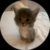 robcant - @robcant - TikTok
