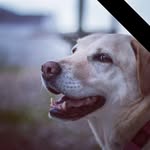 Robin Govender - @robcherryblossom - Instagram