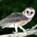 Rob Clay - @robclaywildlife - Instagram