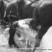 Rob Comerford Dip WCF - Facebook