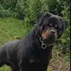 robcummins7 - @robcummins7 - TikTok