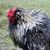 Rob Derr242 - @evilspammer - TikTok