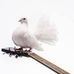 Rob Dove - Facebook