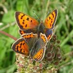 Rob Eadie - @levindownwildman - Instagram