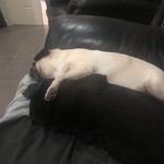 Rob Eadie - @dexiwinstonpugs - Instagram