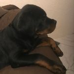 Rob Griffiths - @robgriffiths121 - Instagram
