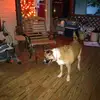 hawndear - @robhawn - TikTok