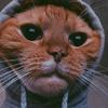 Robice - @robice00 - TikTok