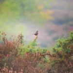 Rob Knapp - @rob_knapp_birding - Instagram