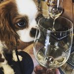 Rob Knowles - @henrythewinedog - Instagram