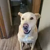 rob and buddy - @roblindsey2 - TikTok