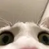 Roblox_sestra - @robloe - TikTok