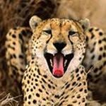 Rob Merrick - @rob.merrick.wildlife.photos - Instagram