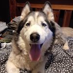 Rob Page - @wobpage - Instagram